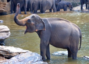 elephant-bath-266794